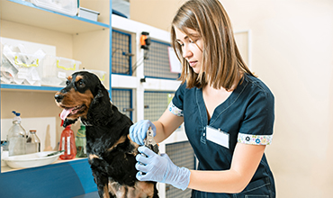 Keep Pets Parasite-Free For Their Health