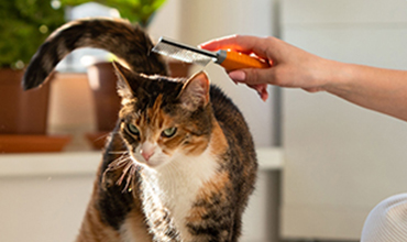 Can Cats Stay Home During Vacation?
