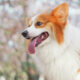 Tips and tricks: Puppy’s First Grooming