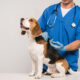 Microchipping your dog
