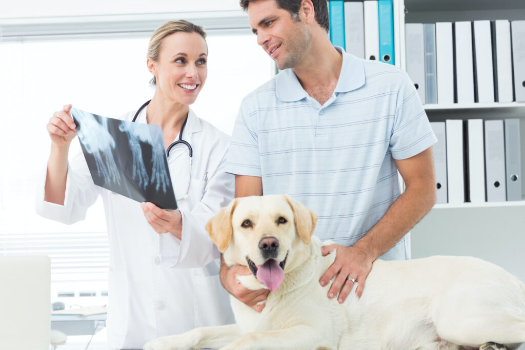 Microchipping your dog