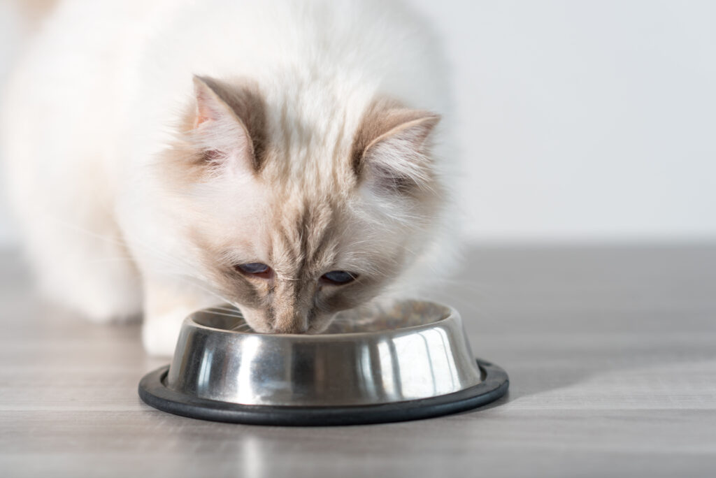Choosing the Right Food for Your Pet