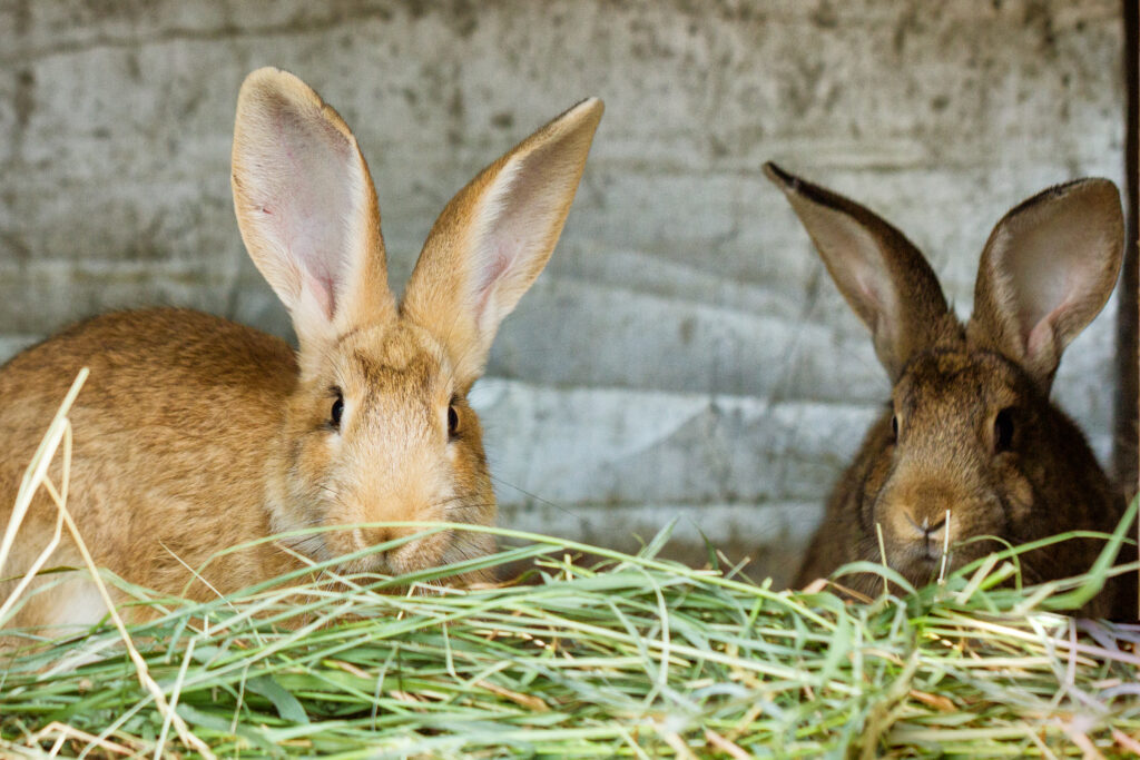 Choosing the Right Food for Your Pet