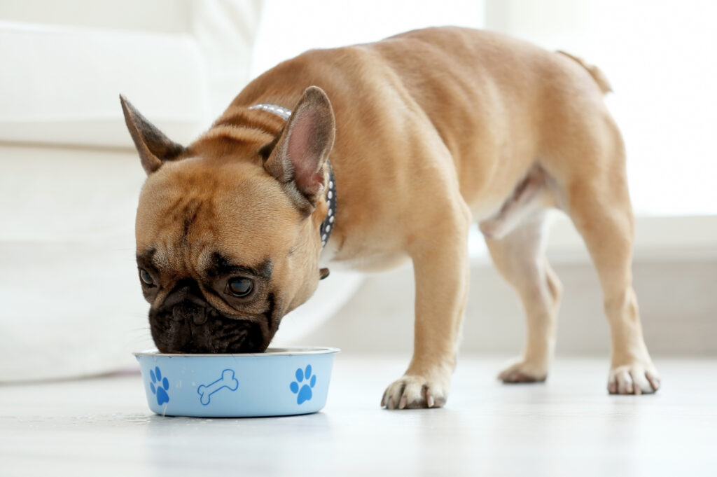 Choosing the Right Food for Your Pet