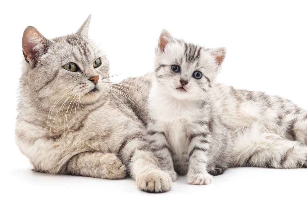 GoVets Healthcare Plan – Affordable Preventative Care for Your Pet