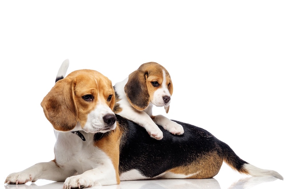 GoVets Healthcare Plan – Affordable Preventative Care for Your Pet