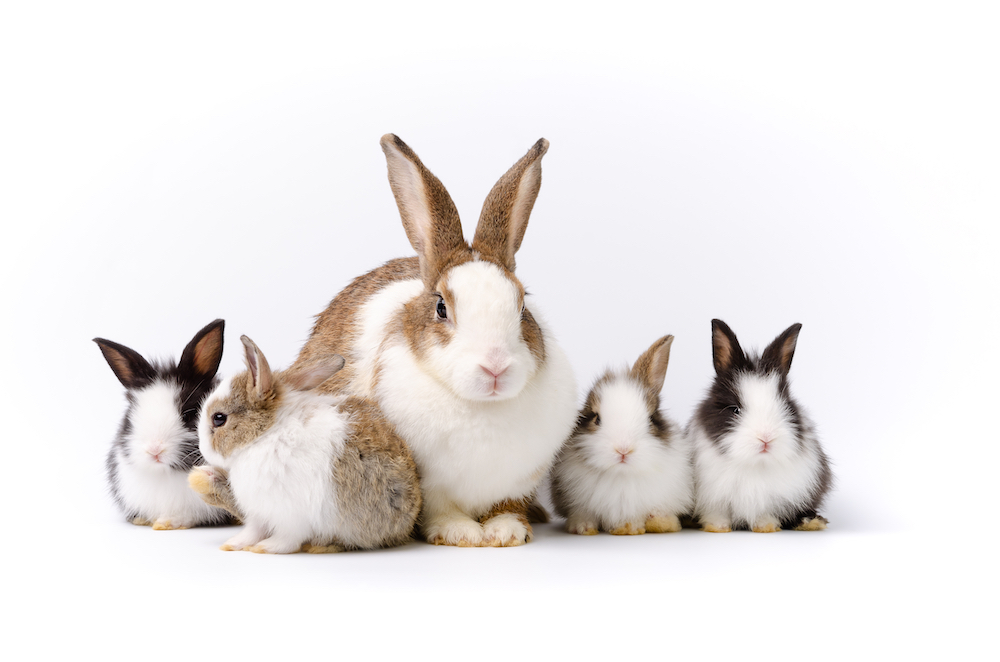 GoVets Healthcare Plan – Affordable Preventative Care for Your Pet
