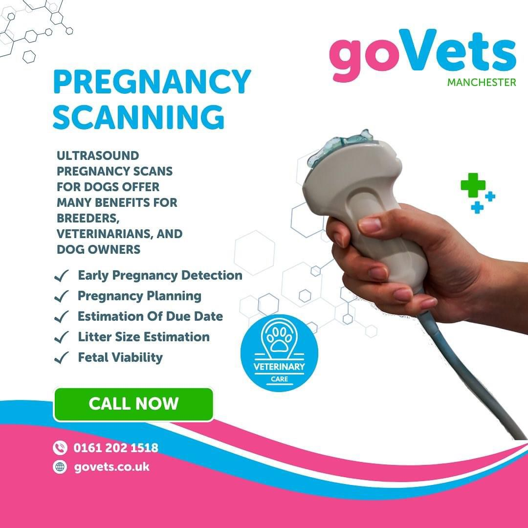 Canine Fertility Services | GoVets