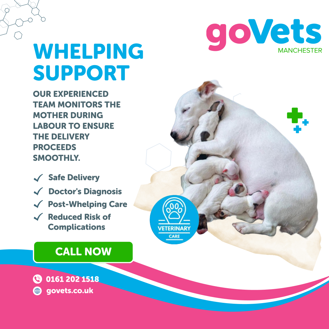 Canine Fertility Services | GoVets