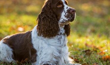 Cocker Spaniels