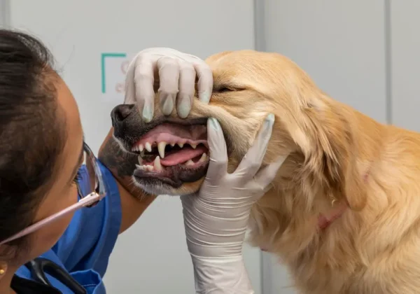 Dogs Dental Care In Manchester