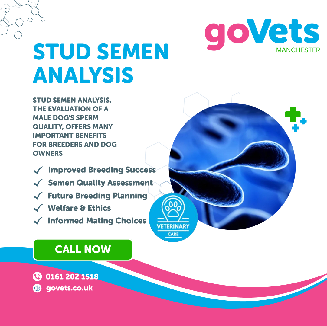 Canine Fertility Services | GoVets