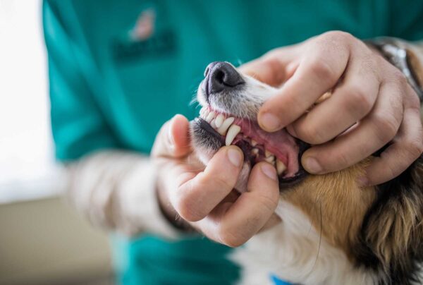 Dogs Dental Care In Manchester