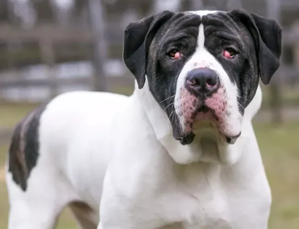 Expert Cherry Eye Treatment for Pets