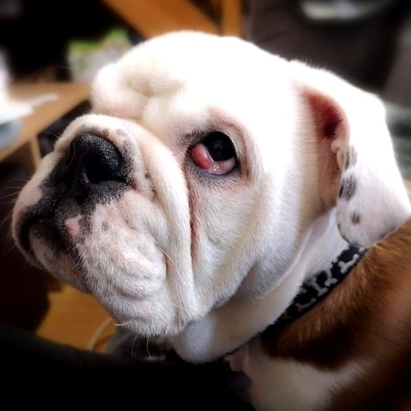 Cherry Eye Surgery