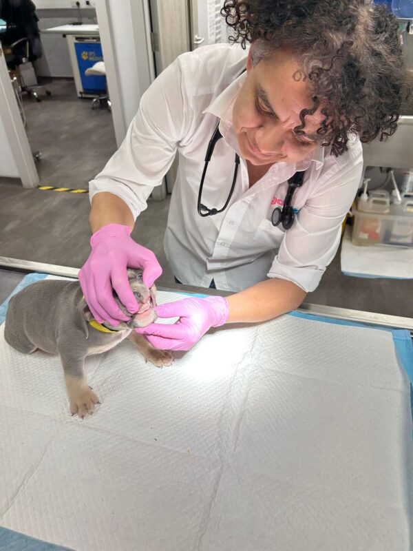 Dogs Dental Care In Manchester