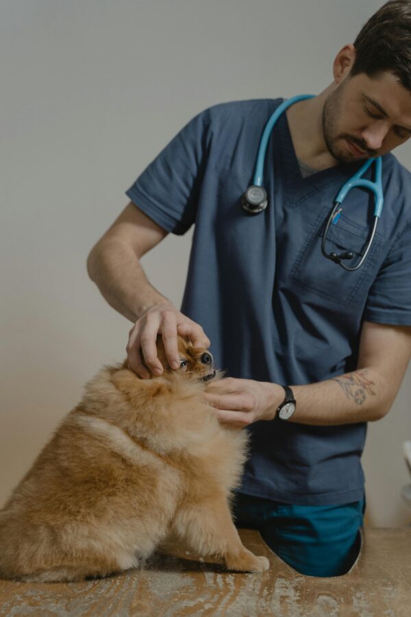 Pet Castration & Spaying