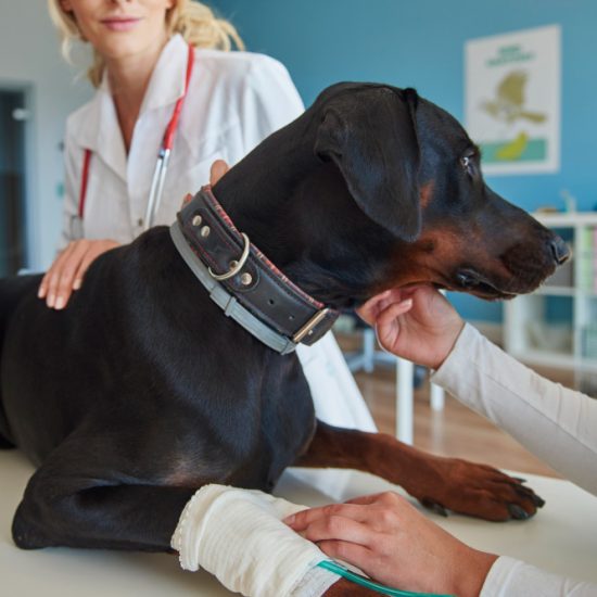 Pet Imaging in Manchester