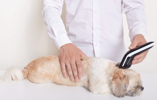 Pet X Ray