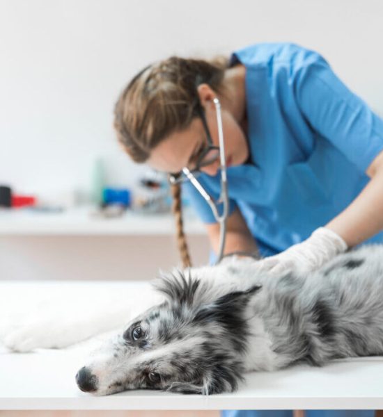 Pet X Ray