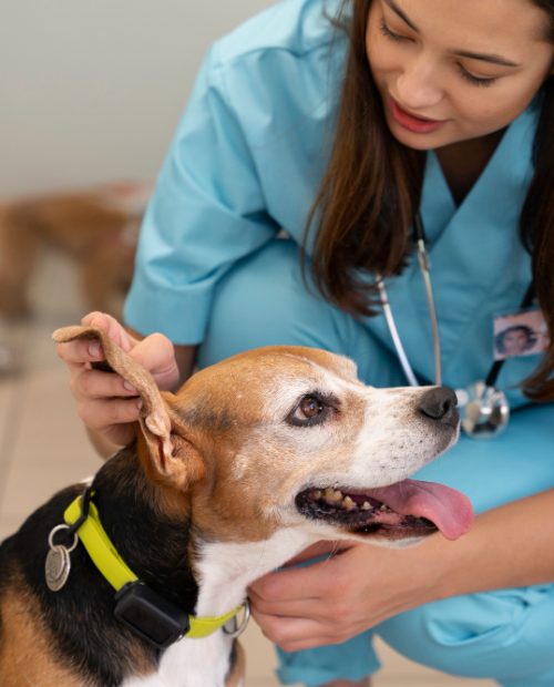 Brucellosis Testing for Breeding Dogs
