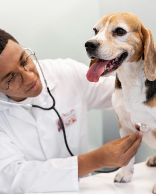 Brucellosis Testing for Breeding Dogs
