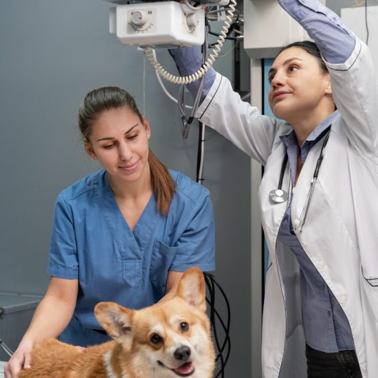 Pet Imaging in Manchester
