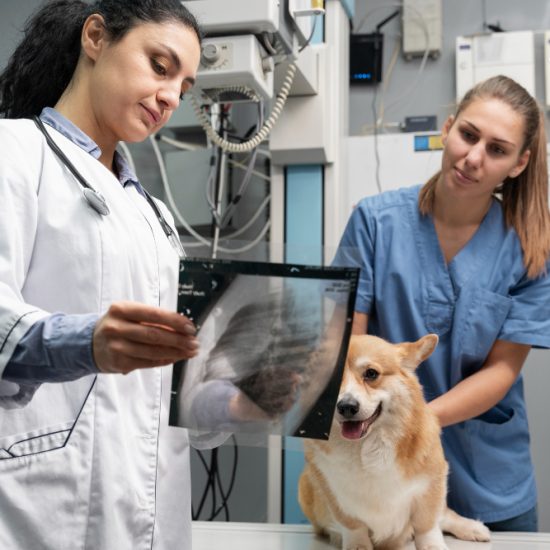Pet X Ray