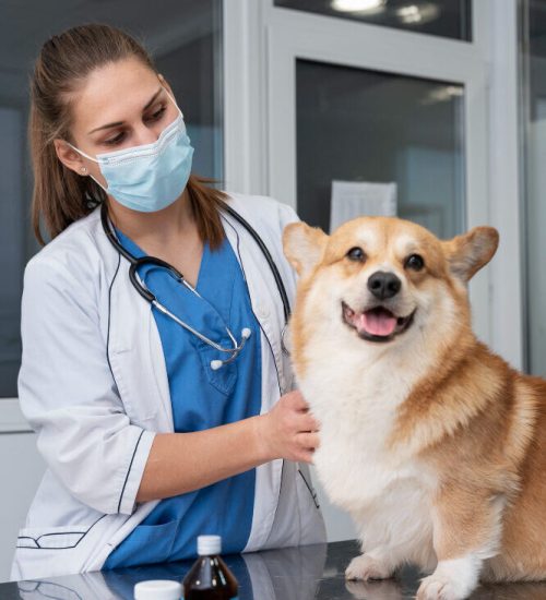 Brucellosis Testing for Breeding Dogs