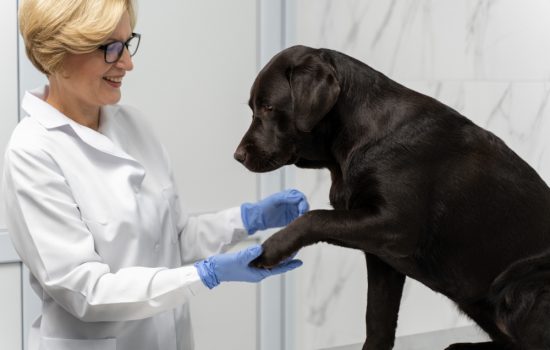 Pet Imaging in Manchester