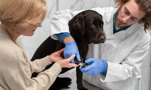 Dogs Microchipping In Manchester