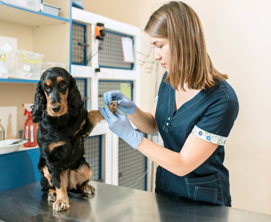 LH Surge Testing for Dogs