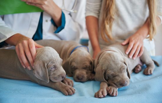 Palliative Care for Pets in Manchester