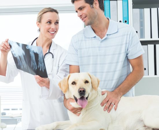 Female veterinarian and pet owner discussing Xray of dog in clinic