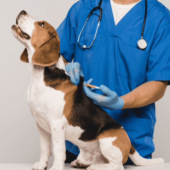 Dogs Microchipping In Manchester