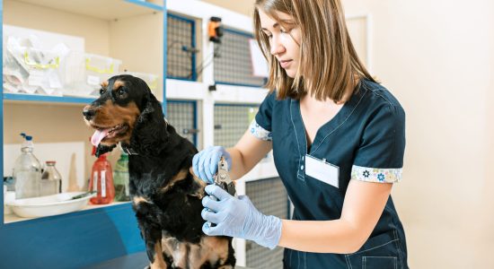 LH Surge Testing for Dogs