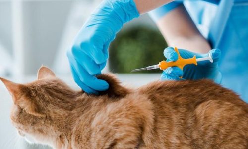 Cats Microchipping In Manchester