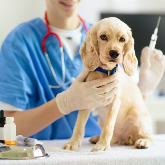 Dog Vaccinations In Manchester